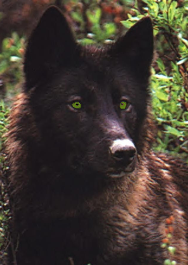Wolf Photo