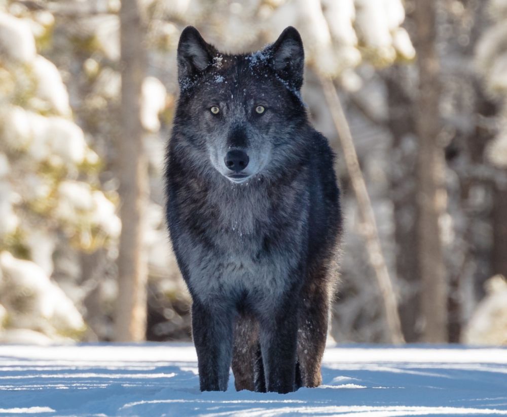 Wolf Photo