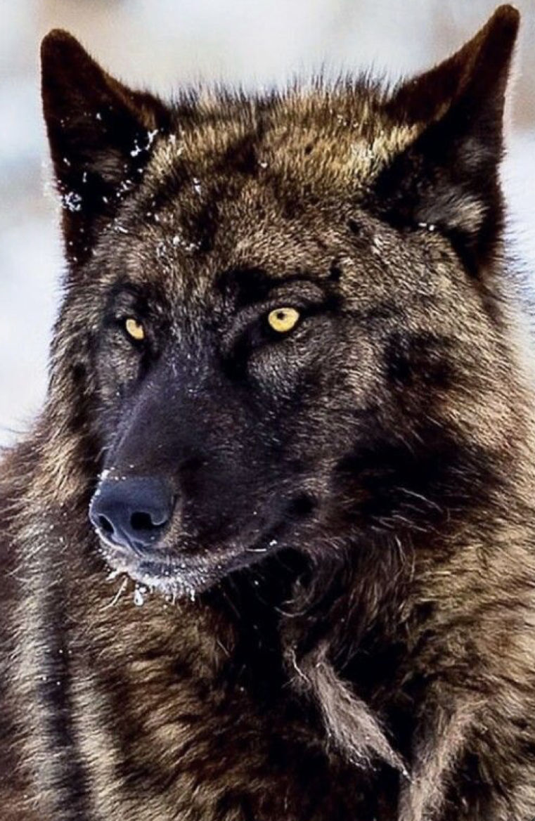 Wolf Photo