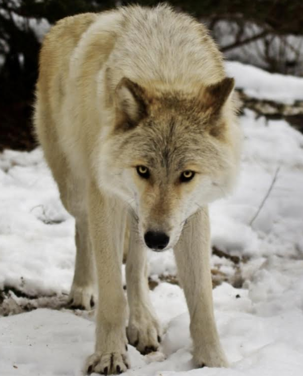 Wolf Photo