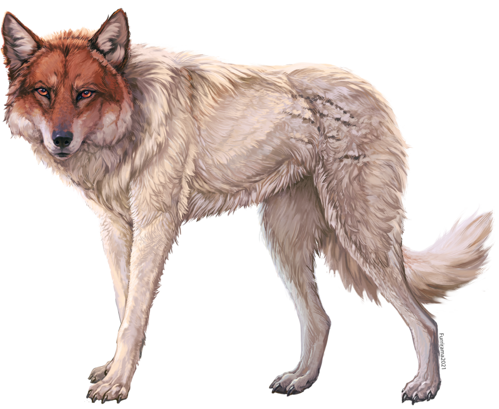 Wolf Photo